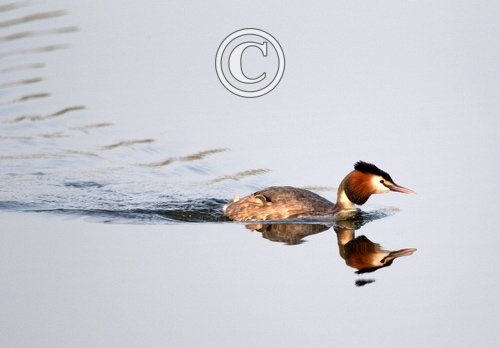 Great Crested Grebe